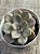 Echeveria híbrida de ness - Imagem 3