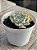 Echeveria shaviana c/ carúnculas - Imagem 2
