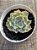 Echeveria shaviana c/ carúnculas - Imagem 3