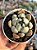 Echeveria lady lyana - Imagem 1