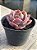 Echeveria rosa norteña - Imagem 2