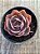 Echeveria rosa norteña - Imagem 3