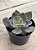 Echeveria rosa norteña - Imagem 2