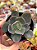 Echeveria rosa norteña - Imagem 1