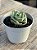 Echeveria lovely rose red color (NOVIDADE) - Imagem 2