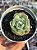 Echeveria lovely rose red color (NOVIDADE) - Imagem 1