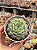 Echeveria queen rose - Imagem 1