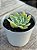 Echeveria queen rose variegata (NOVIDADE) - Imagem 2