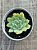 Echeveria queen rose variegata (NOVIDADE) - Imagem 3