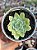 Echeveria queen rose variegata (NOVIDADE) - Imagem 1