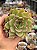 Echeveria timberkiss - Imagem 1