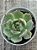 Echeveria timberkiss - Imagem 3