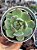 Echeveria timberkiss - Imagem 1