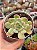 Echeveria diamond jeny (NOVIDADE) - Imagem 1