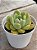 Echeveria diamond jeny (NOVIDADE) - Imagem 2
