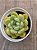 Echeveria diamond jeny (NOVIDADE) - Imagem 3