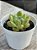 Echeveria diamond jeny (NOVIDADE) - Imagem 2