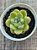 Echeveria diamond jeny (NOVIDADE) - Imagem 3