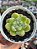 Echeveria diamond jeny (NOVIDADE) - Imagem 1