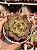 Echeveria blood parrot - Imagem 1