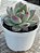 Echeveria blood parrot - Imagem 2