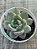 Echeveria blood parrot - Imagem 3