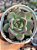 Echeveria blood parrot - Imagem 1