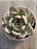 Echeveria blood parrot - Imagem 3