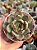 Echeveria blood parrot - Imagem 1