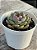 Echeveria blue berry (NOVIDADE) - Imagem 2