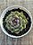 Echeveria blue berry (NOVIDADE) - Imagem 3