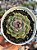 Echeveria blue berry (NOVIDADE) - Imagem 1