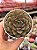 Echeveria spirit blossom - Imagem 1