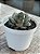 Echeveria spirit blossom (NOVIDADE) - Imagem 2