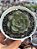 Echeveria spirit blossom (NOVIDADE) - Imagem 1