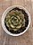 Echeveria spirit blossom (NOVIDADE) - Imagem 3