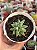Pachyphytum purple diamond - Imagem 1