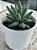 Pachyphytum purple diamond - Imagem 2