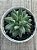 Pachyphytum purple diamond - Imagem 3