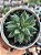 Pachyphytum purple diamond - Imagem 1