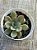 Echeveria seraphine (NOVIDADE) - Imagem 3