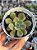 Echeveria seraphine (NOVIDADE) - Imagem 1