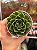 Echeveria octopus - Imagem 1