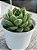 Echeveria octopus (NOVIDADE) - Imagem 2