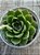 Echeveria octopus (NOVIDADE) - Imagem 3