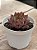 Echeveria endorphin - Imagem 2