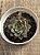 Echeveria endorphin - Imagem 3