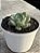 Echeveria dawn dew - Imagem 2