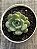 Echeveria dawn dew - Imagem 3
