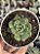 Echeveria dawn dew - Imagem 1
